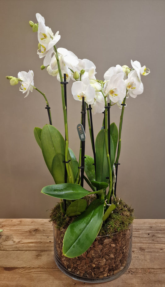 Orquídeas