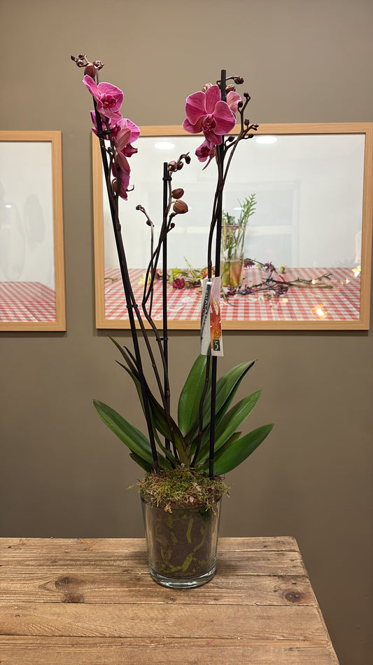 Orquídeas