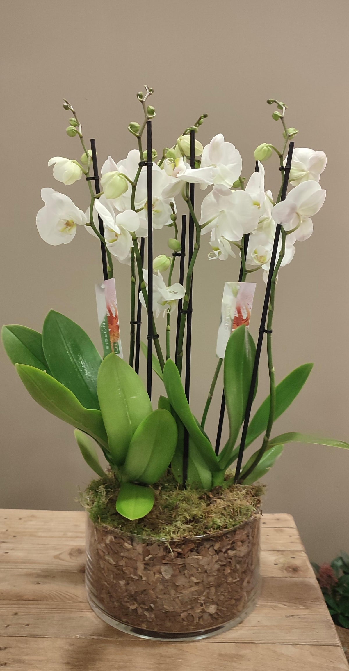 Orquídeas