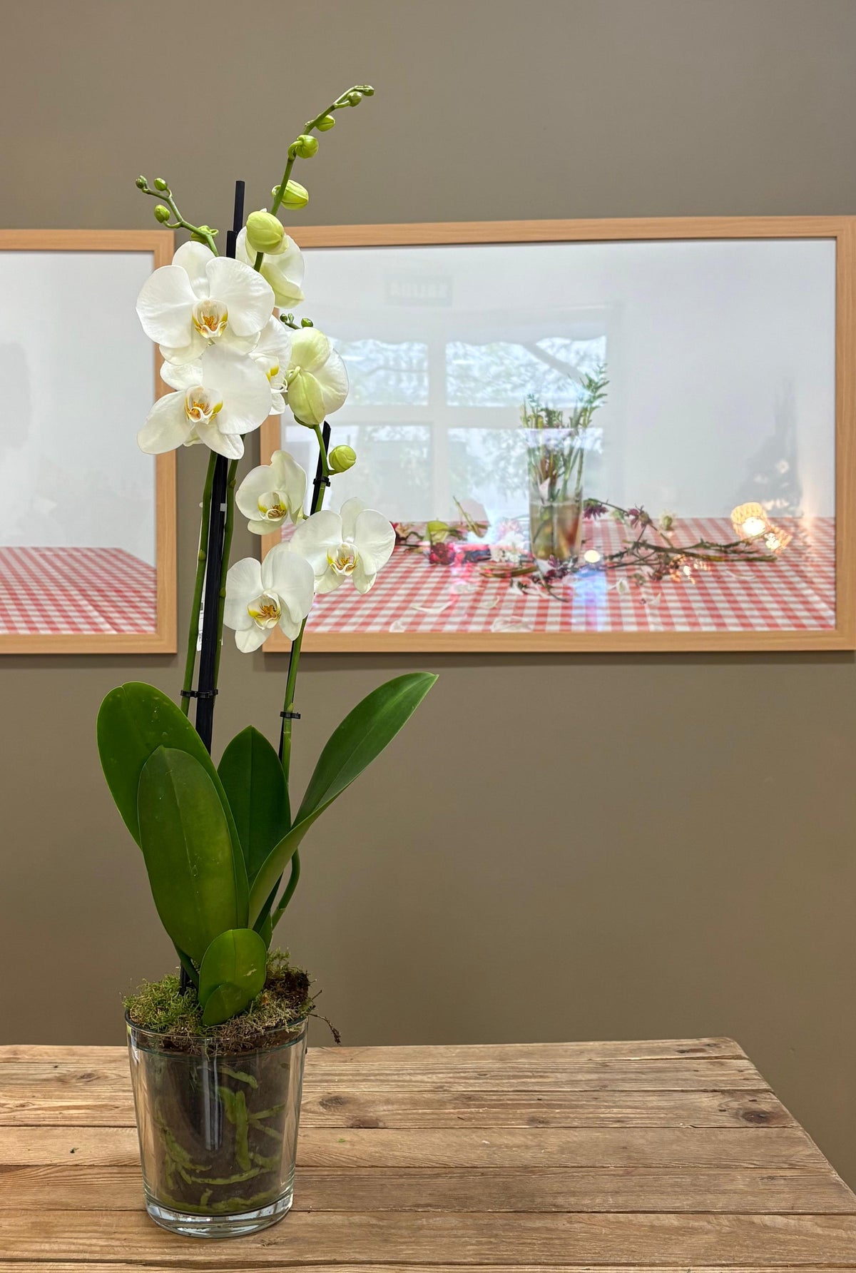 Orquídeas